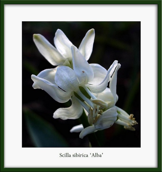 Scilla sibirica 'Alba' - Garden perennials