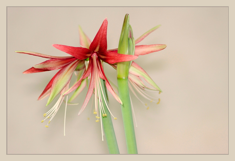 Hippeastrum 'Sumatra' 2 - Windowsill Garden