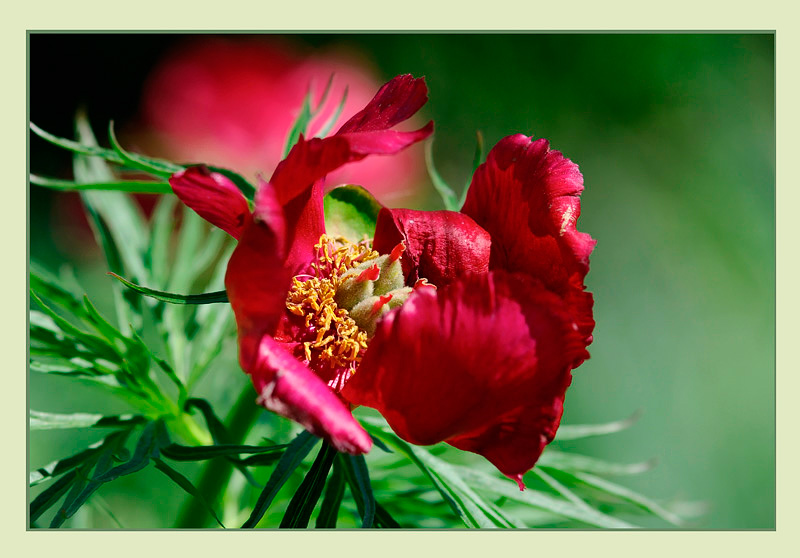 Paeonia x hybrida - Garden perennials