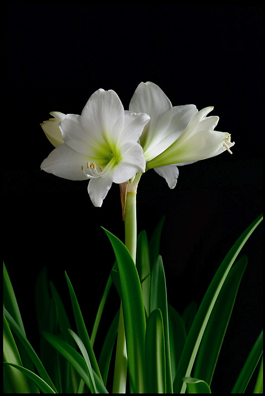 Hippeastrum 'White Garden' - Windowsill Garden