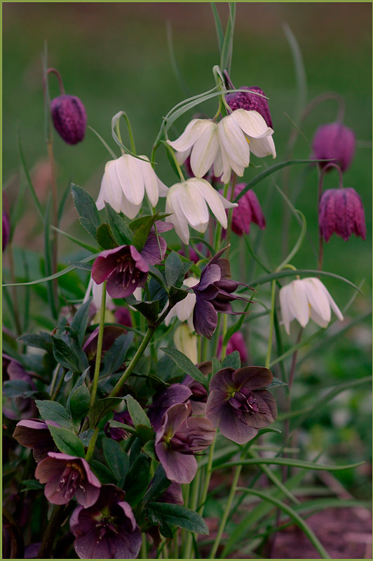 Fritillaria meleagris with Helleborus - Garden perennials