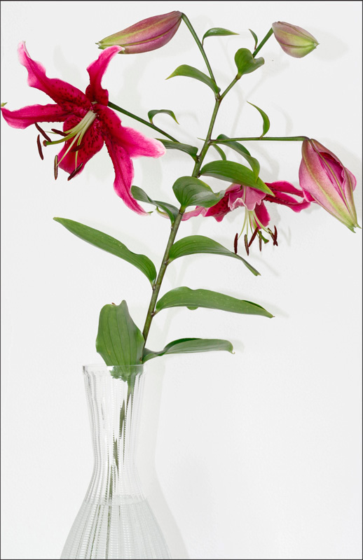 Lilium 'Miss Feya' 2 - Still Life