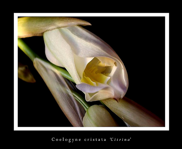 Coelogyne cristata 'Citrina' - Orchids