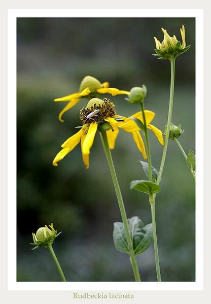 Rudbeckia lacinata - Garden perennials