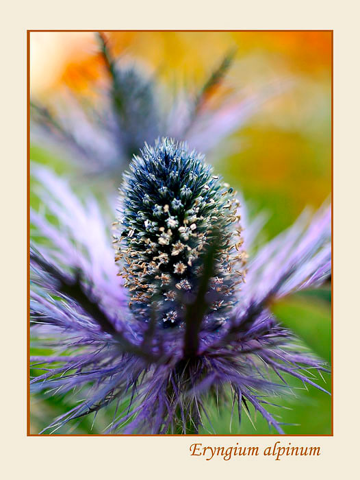 Eryngium alpinum 3 - Garden perennials