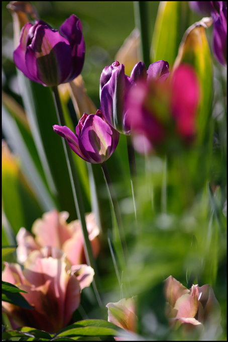 Tulipa 'Night Rider' with 'Artist' - Garden perennials