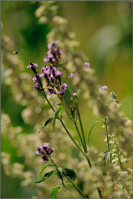 Verbena hastata - Garden perennials