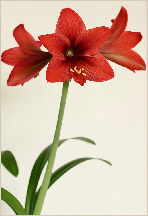 Hippeastrum 'Firecracker' 1 - Windowsill Garden