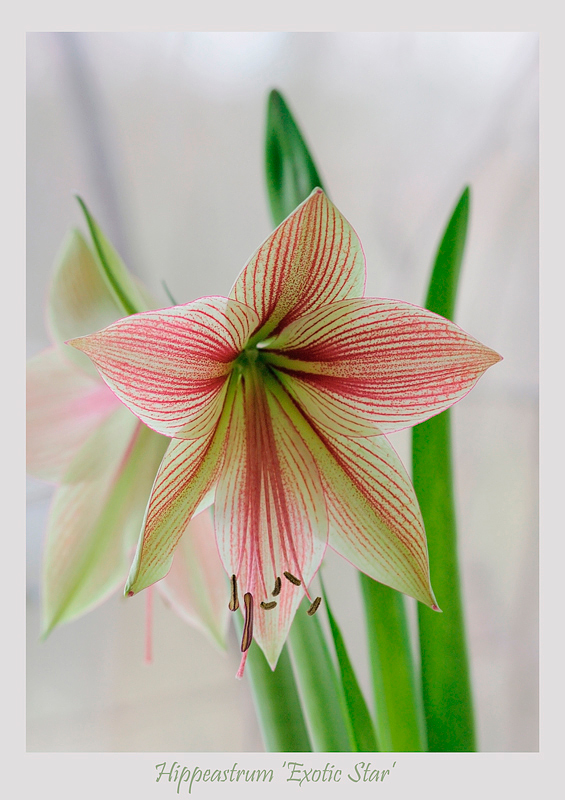 Hippeastrum 'Exotic Star' 2 - Windowsill Garden
