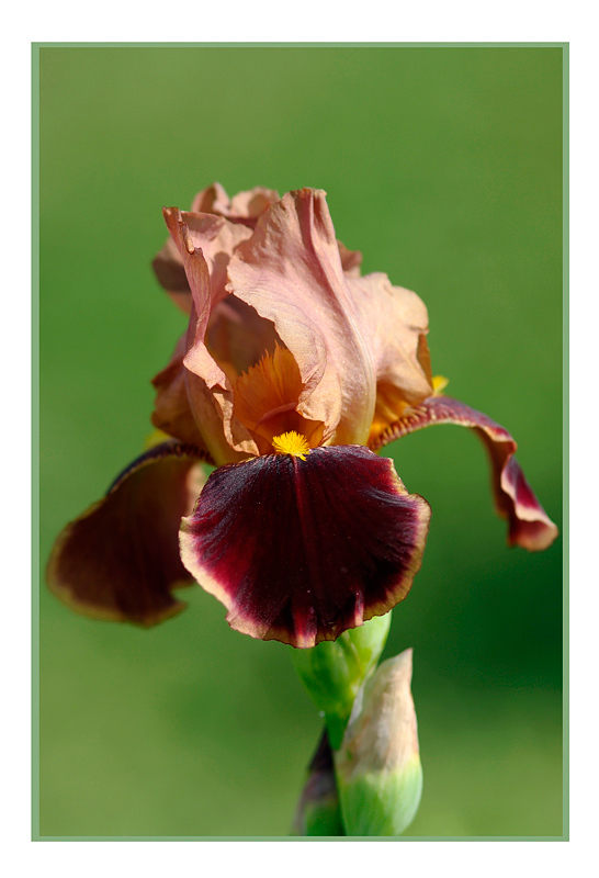 Iris germanica 'Louvois' 2 - Garden perennials