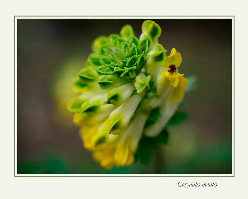 Corydalis nobilis 2 - Garden perennials