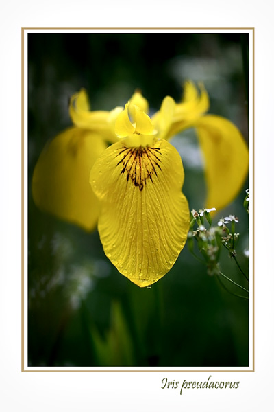 Iris pseudacorus - Garden perennials