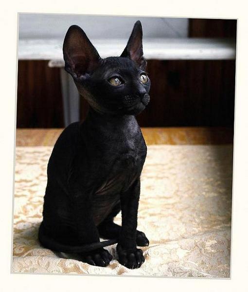 Black girl - Linssi's kittens - the 2nd litter