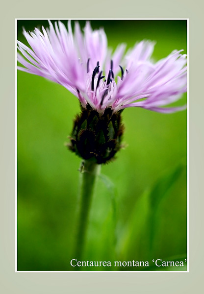 Centaurea montana 'Carnea' - Garden perennials