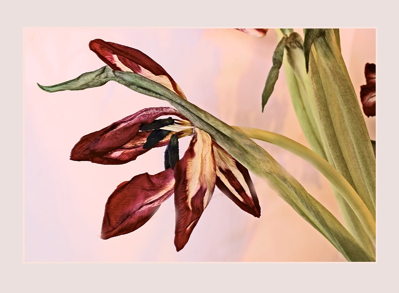 Christmas Tulips 2 - Still Life