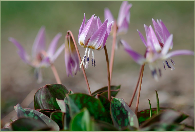 Erythronium dens-canis 'Rose Queen' 3 - Garden perennials