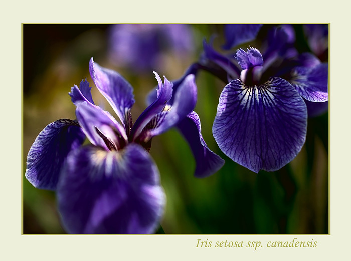 Iris setosa ssp. canadensis 2 - Garden perennials