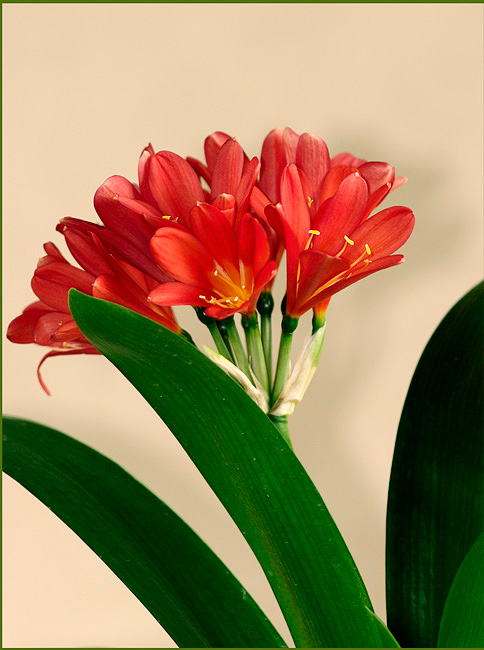Clivia miniata Red - Windowsill Garden