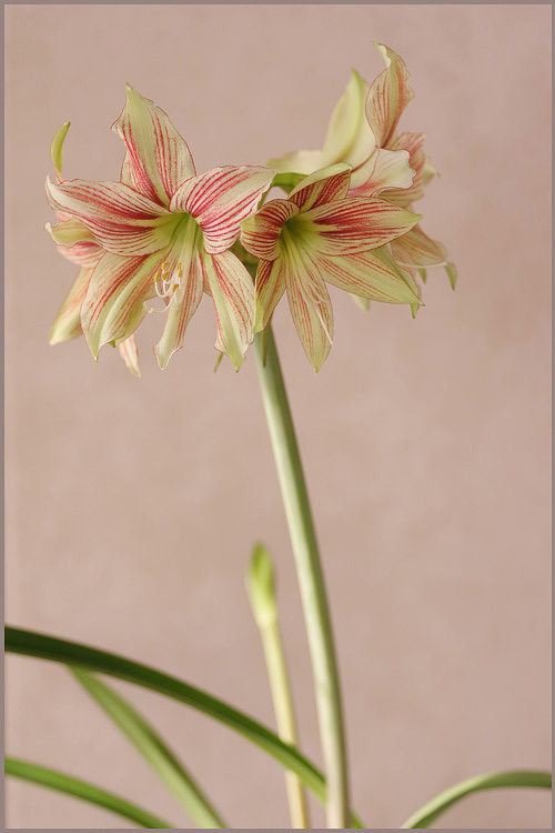 Hippeastrum 'Giraffe' 4 - Windowsill Garden