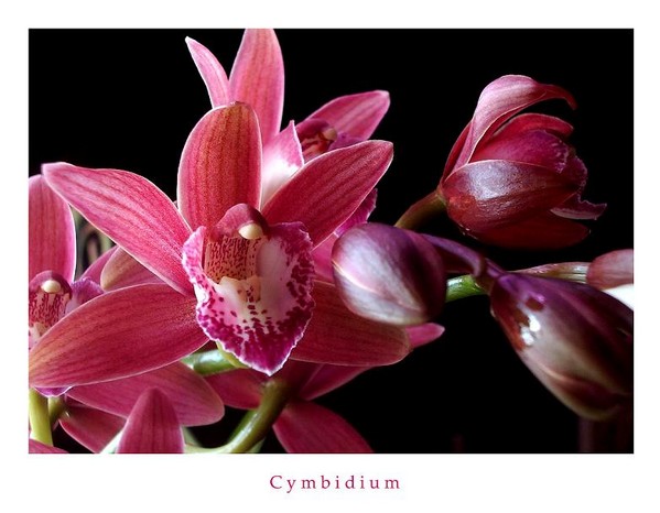 Red Cymbidium - Orchids