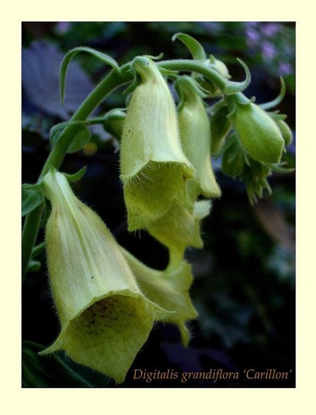Digitalis grandiflora - Garden perennials