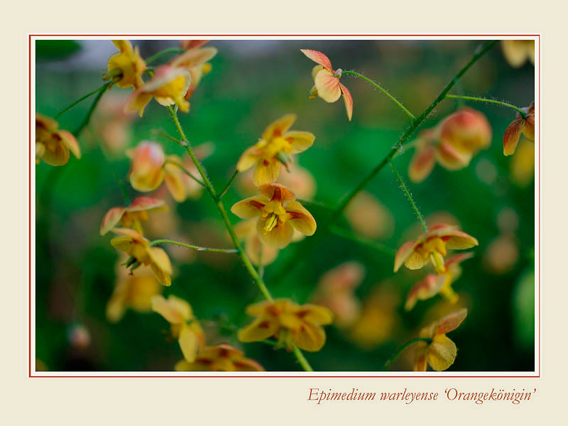 Epimedium warleyense 'Orangekönigin' - Garden perennials