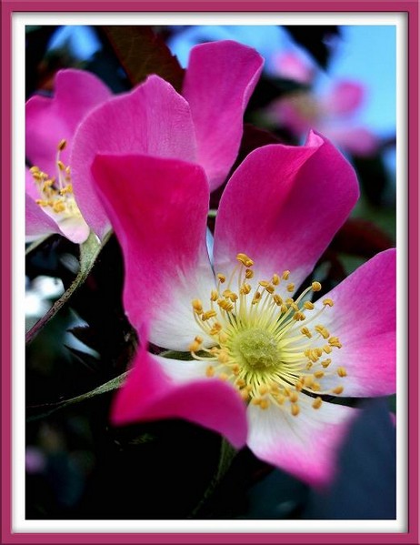 Rosa glauca 1 - Roses