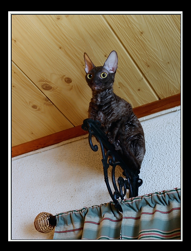 Coco 2011 - Mimmi's kittens