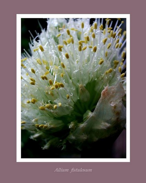 Allium fistulosum - Garden perennials