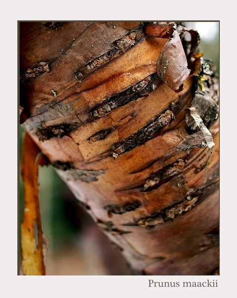 Prunus maackii - Trees and Shrubs