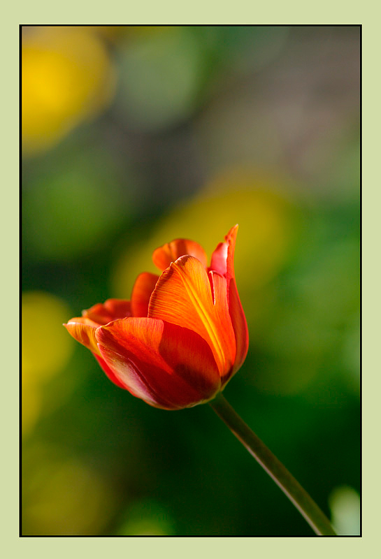 Tulipa 'Cairo' - Garden perennials