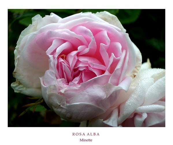 Rosa alba 'Minette' 1 - Roses
