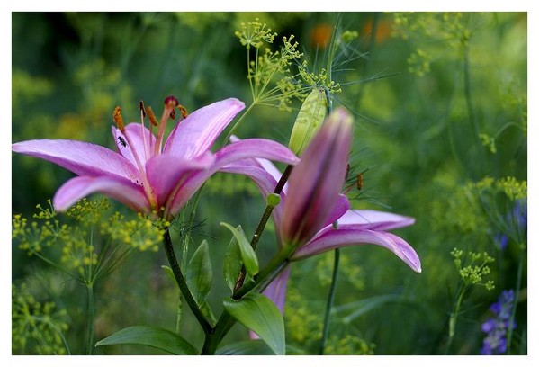 Anethum graveolens - Still Life