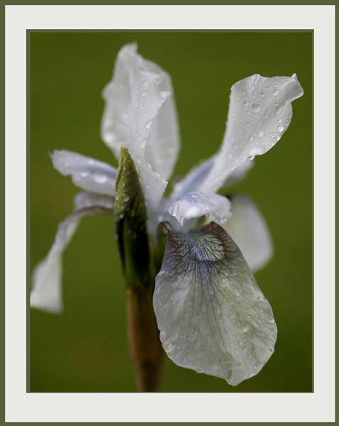 Iris sibirica hybr. 2 - Garden perennials