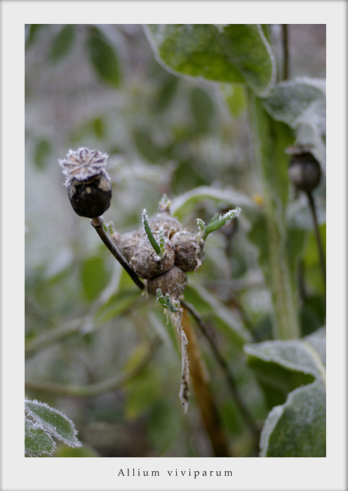 Allium and Opium - Still Life
