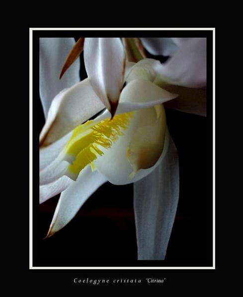 Coelogyne cristata 'Citrina' - Orchids