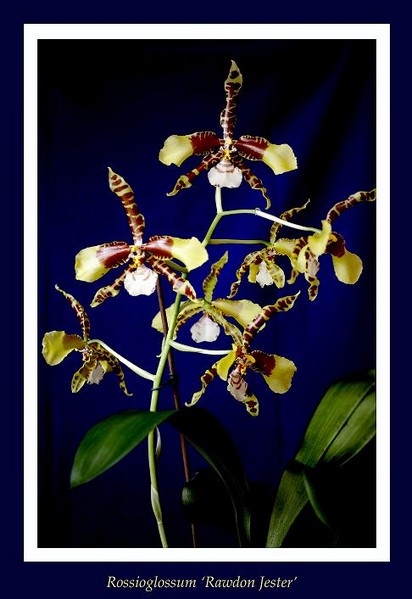 Rossioglossum 'Rawdon Jester' - Orchids