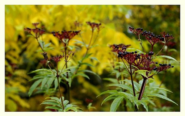 Sambucus ebulus 3 - Trees and Shrubs