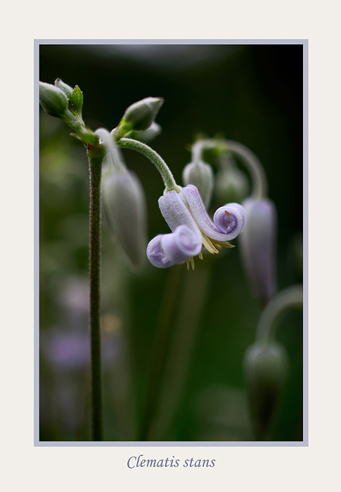 Clematis stans - Garden perennials