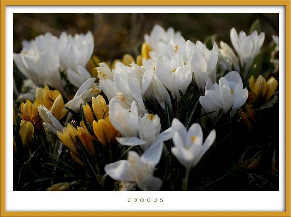 Crocus - Garden perennials