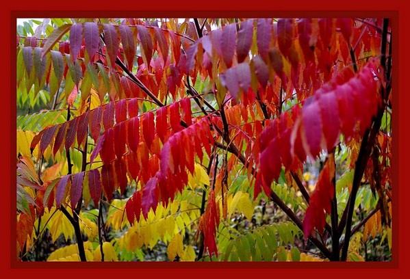Rhus typhina 3 - Trees and Shrubs