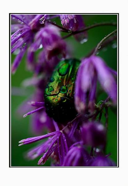 Cetonia aurata 2 - Fauna