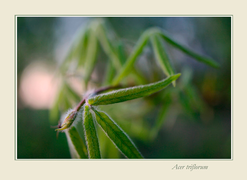 Acer triflorum - Trees and Shrubs