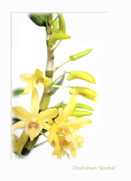 Dendrobium Stardust 1 - Orchids