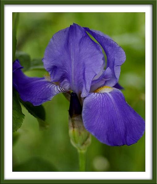 Iris germanica hybr. - Garden perennials