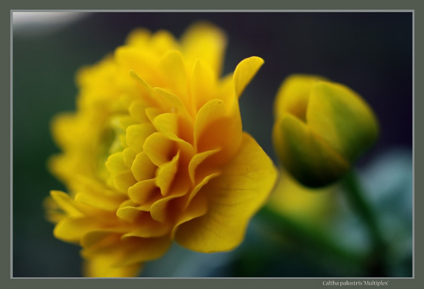 Caltha palustris 'Multiplex' - Garden perennials