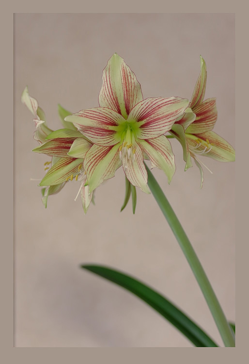 Hippeastrum 'Giraffe' 1 - Windowsill Garden