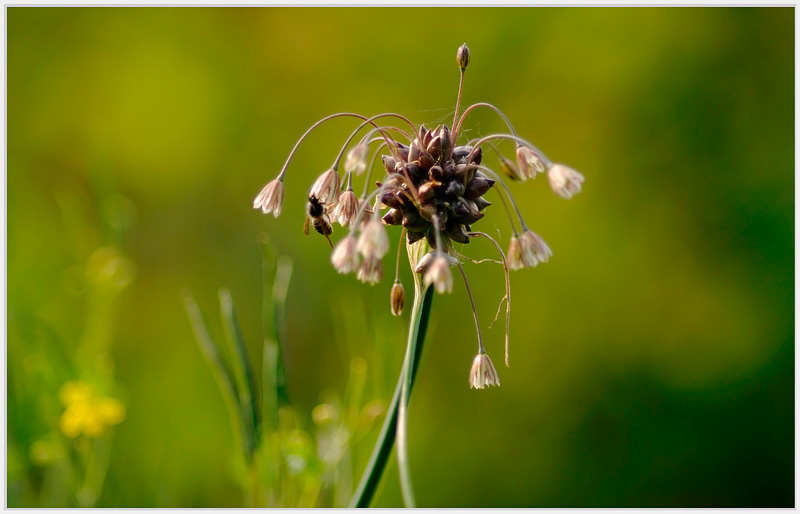 Allium oleraceum 2 - Garden perennials