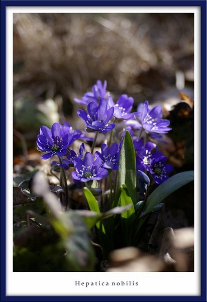 Hepatica nobilis - Garden perennials