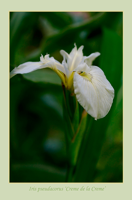 Iris pseudacorus 'Creme de la Creme' - Garden perennials